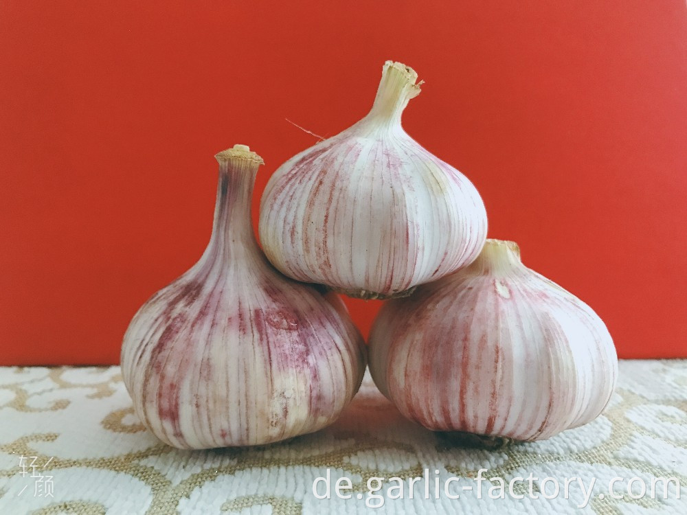 Best quality bulk Fresh Natural Garlic